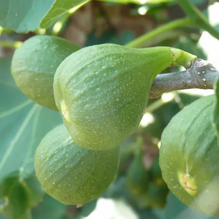 ホテル Hofgut Battenberg 4*