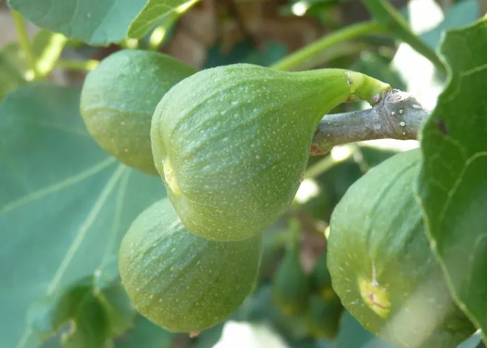 酒店 Hofgut Battenberg 4*